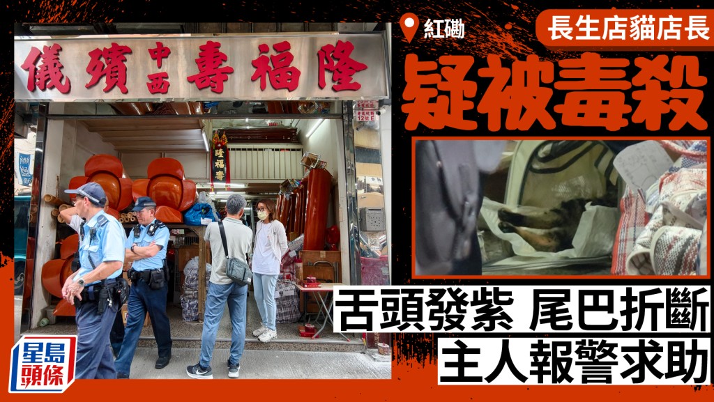 紅磡長生店貓店長尾巴離奇折斷 舌頭發紫疑中毒 主人報警求助