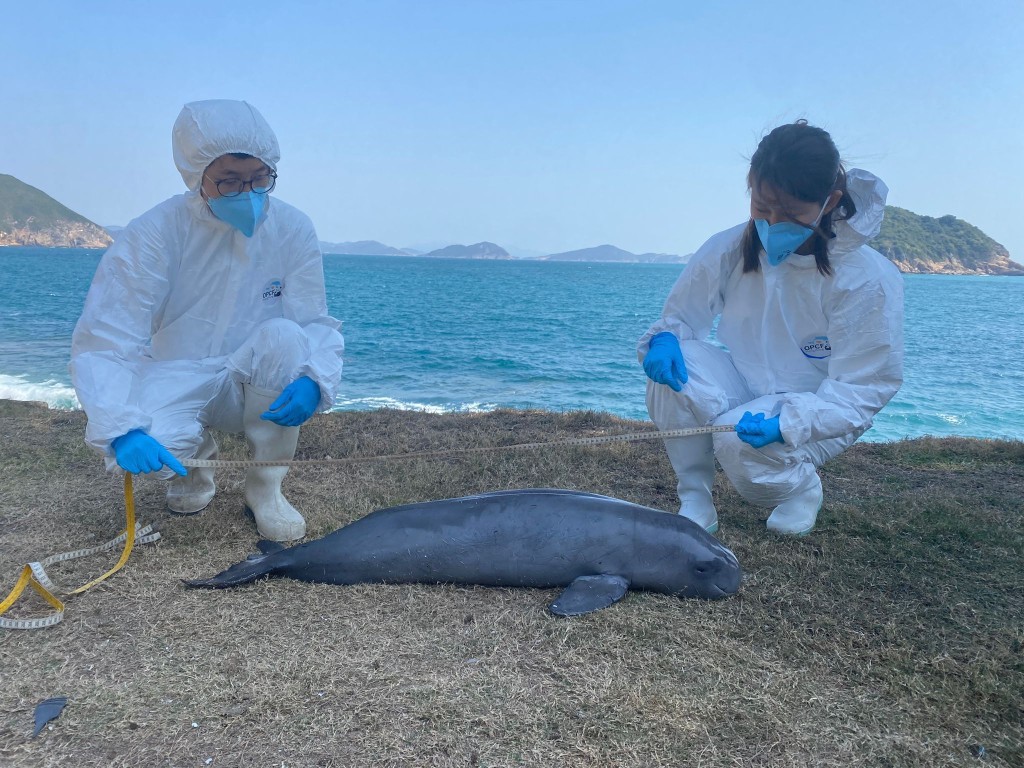 清水灣鄉村俱樂部附近石灘被發現的江豚屍體。海洋公園保育基金提供