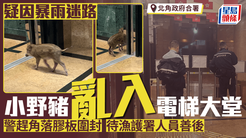 小野豬闖北角政府合署電梯大堂 警趕角落膠板圍封待檢走
