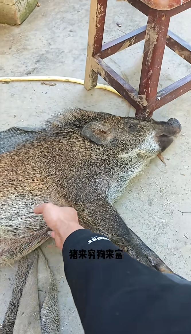 羅先生將野豬養成網紅寵物，短片流量加配種已月入2萬，月收入可達2萬元，較自己打工還多。抖音