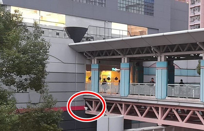 野鴿在尚德邨接連商場與尚智樓的天橋位置徘徊。讀者提供