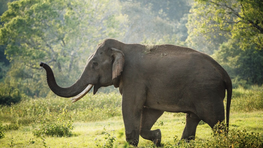 在斯里蘭卡，大象被視為神聖的動物。 Wiki