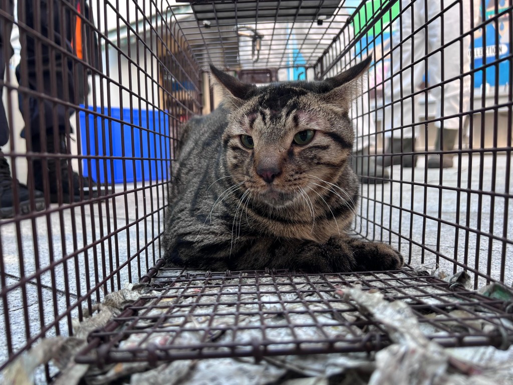 踏入元旦，有一隻貓貓走入放在宏仁閣的捕貓籠。愛護動物協會提供