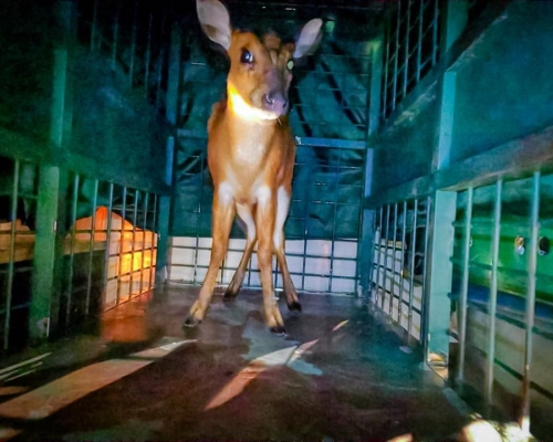 赤麂獲救後載返警署。警方facebook圖片