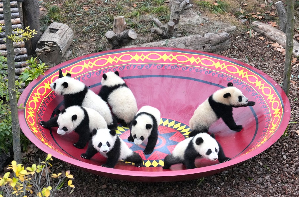 在成都大熊猫繁育研究基地，2025级新生大熊猫幼崽亮相新春主题活动。 中新社/新华社