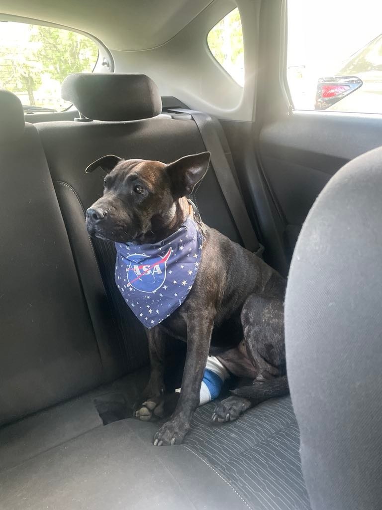 Paul于2019年从动物收容所领养了Rosie。（图：x.com/paul_conyngham）