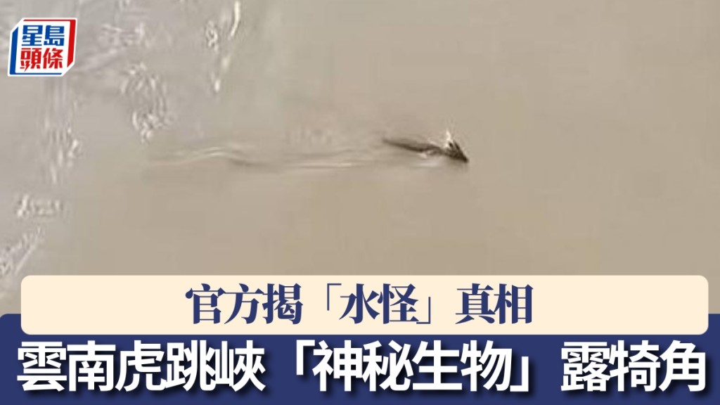 「不明生物」現身雲南虎跳峽，頭長犄角！網民驚呼「是龍嗎？」
