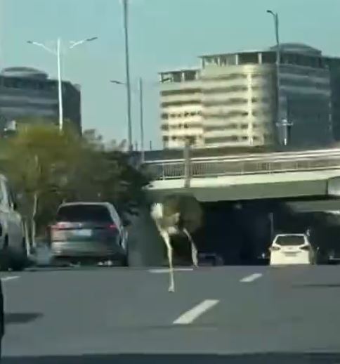 驼鸟一路在公路上奔跑。