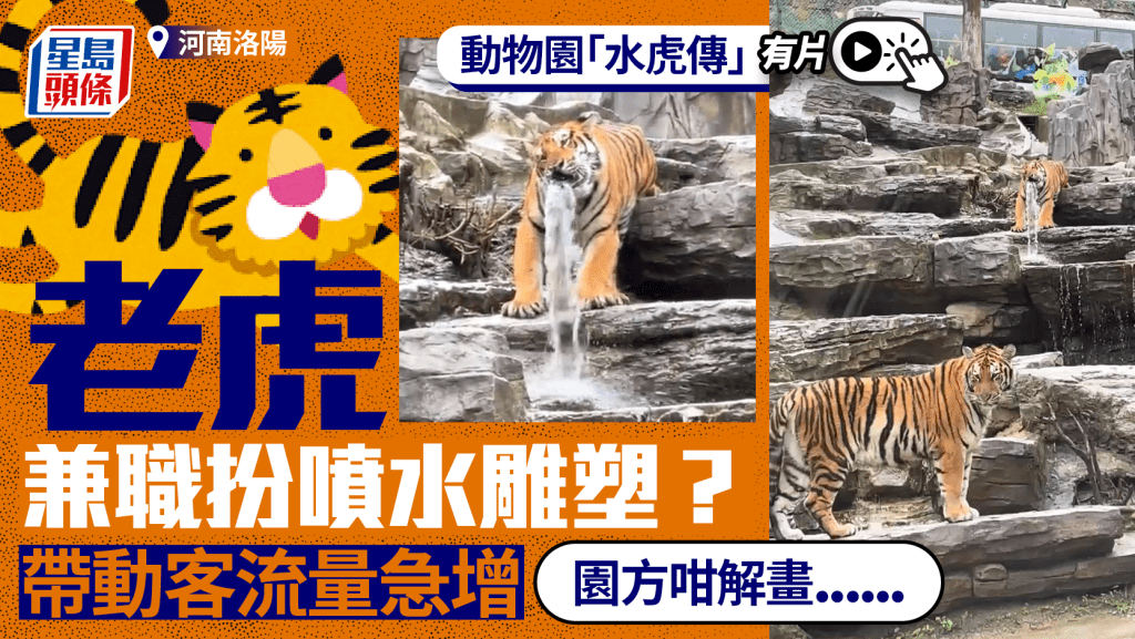 動物園老虎「兼職」扮噴水雕塑？  園方咁解畫......︱有片