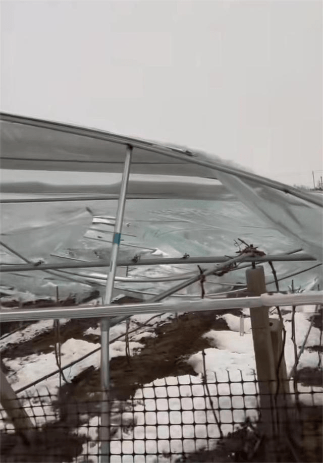 河南南陽，40畝的葡萄棚被大雪壓垮。