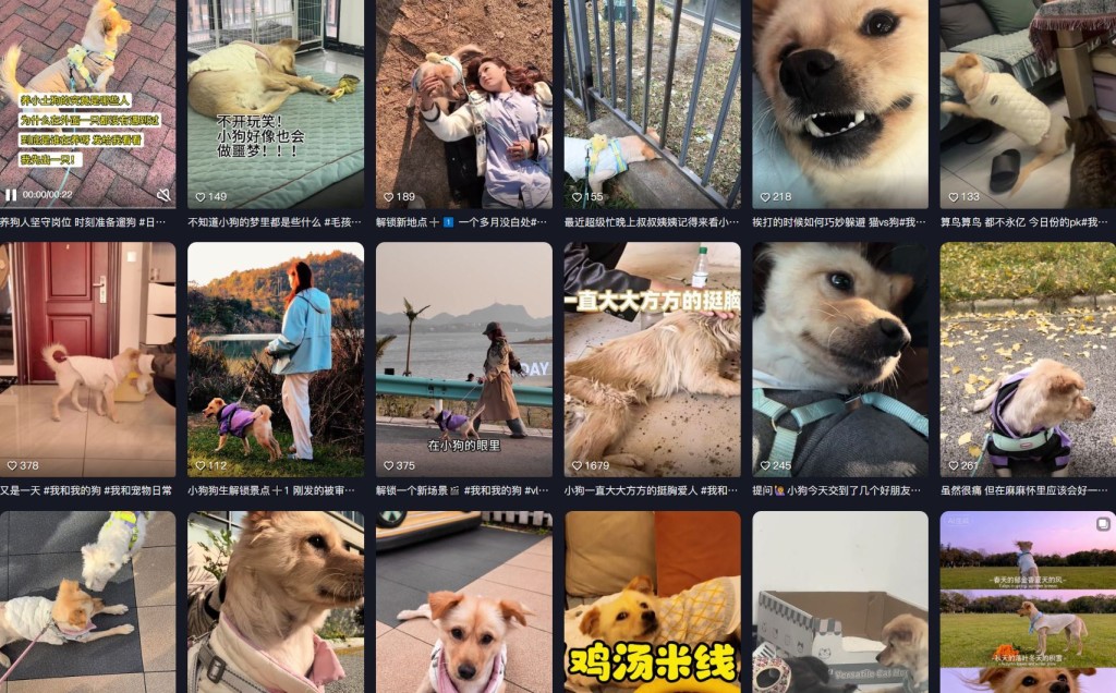 秦思雨长年救助流浪动物，因感染罕见真菌离世。