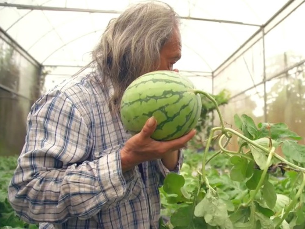 有農夫指，自己的西瓜有「齒留香」，不能與外購的西瓜相提並論。漁護署影片截圖