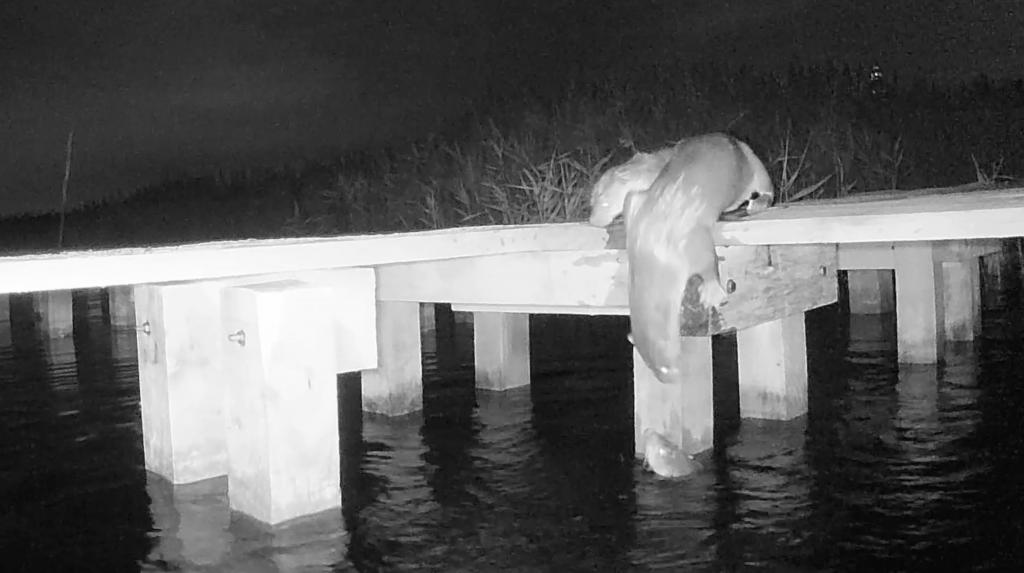 水獺媽媽準備救起跌落河中的年幼水獺。  世界自然基金會香港分會/嘉道理農場暨植物園圖片