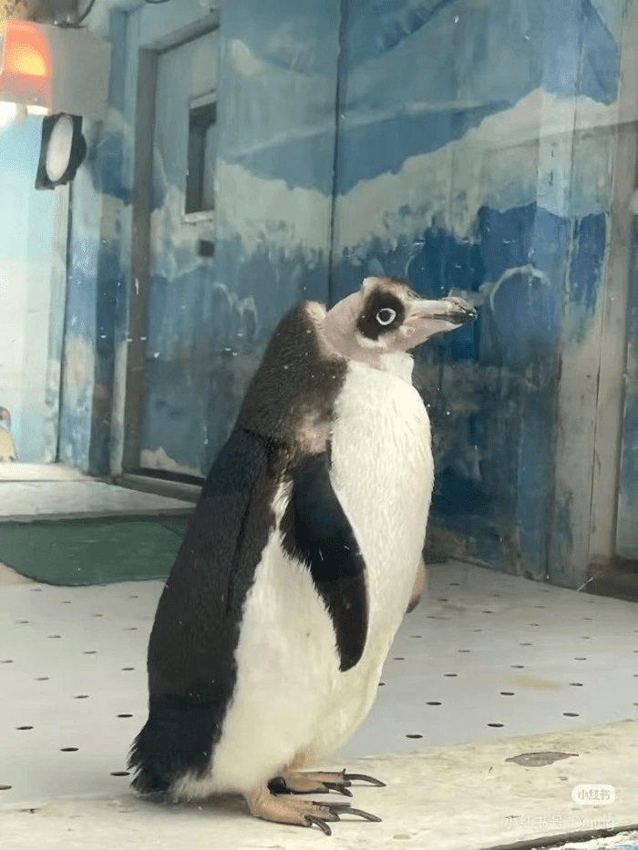 廣東湛江動物園高齡企鵝今年初因「禿頭」走紅網絡。上遊新聞