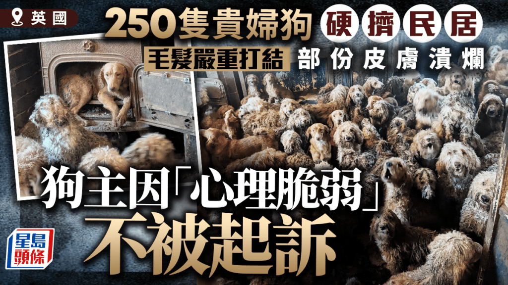 英國民居驚現逾250隻貴婦狗 震撼場面被質疑AI製圖 動協：真實慘劇
