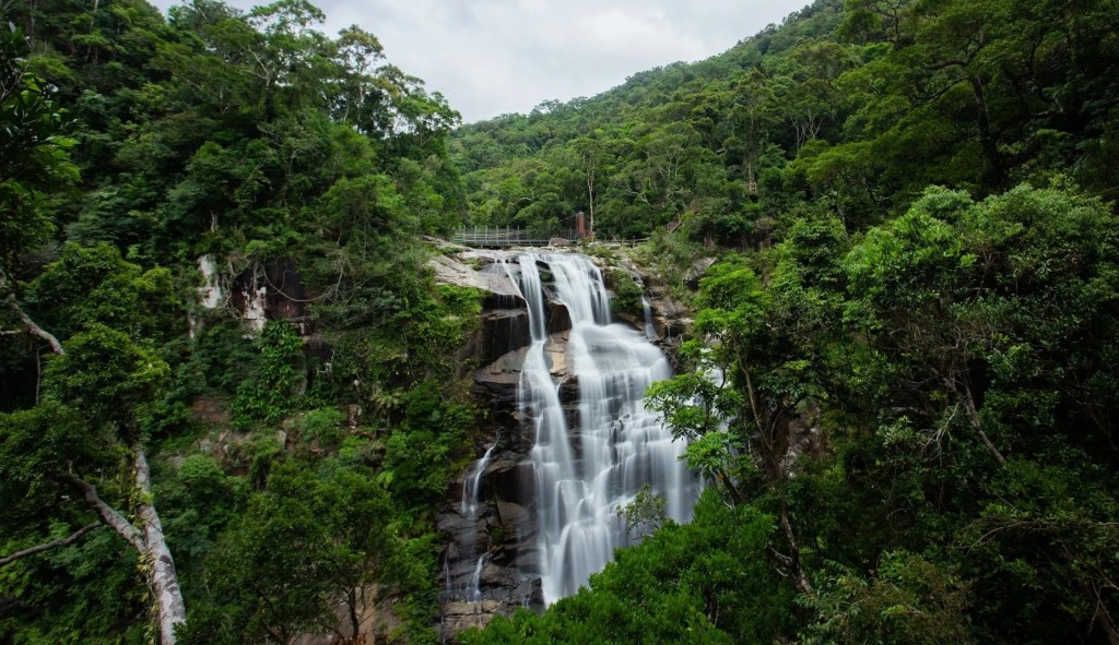 海南的熱帶雨林森林。