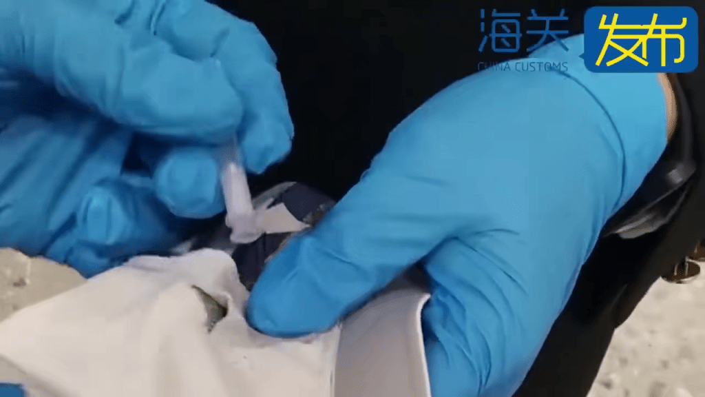 近日，西九龙站海关查获一名进境旅客在内裤夹层内藏匿海洛因，毛重1.7克。
