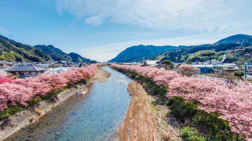 靜岡河津町現櫻花隧道。X@美伊豆｜伊豆の觀光情報