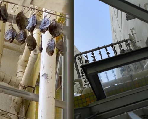 巴打絲打 Facebook Club FB