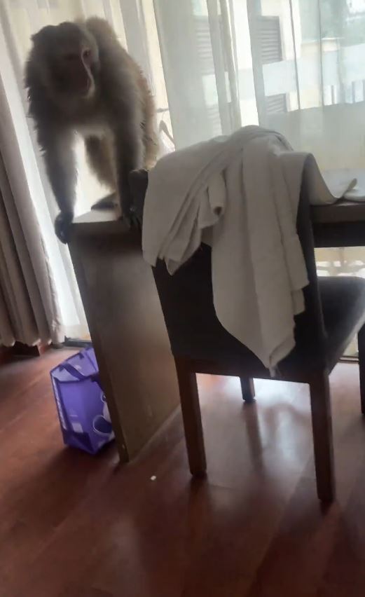 重庆有酒店房客遭猴子闯入。