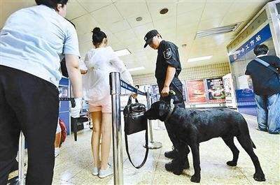 警犬须经严格训练与考核，才能服役出勤。新华社