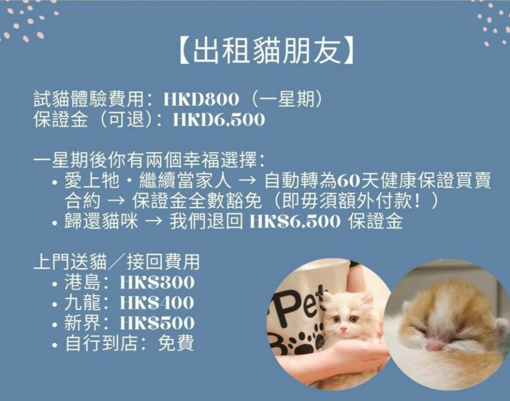 涉事寵物店在網上出租貓廣告。