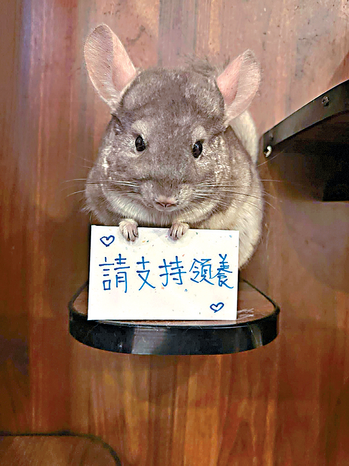 Bobo發現有人只申請領養名種龍貓。