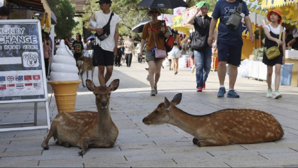 奈良公园附近到处可以看见鹿只。美联社