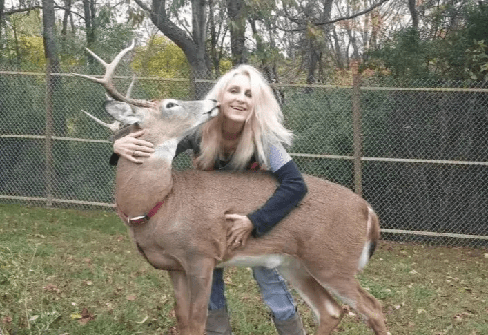 普罗杰经常分享与野鹿的亲密互动。Jodi Prodger fb 普罗杰经常分享与野鹿的亲密互动。Jodi Prodger fb