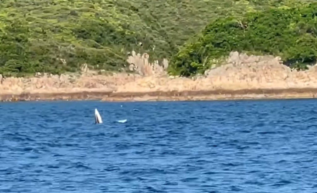 有網民發現鯨魚在下午時分再次現身。fb「西貢日報 （即時資訊分享區）Sai Kung Info」圖片