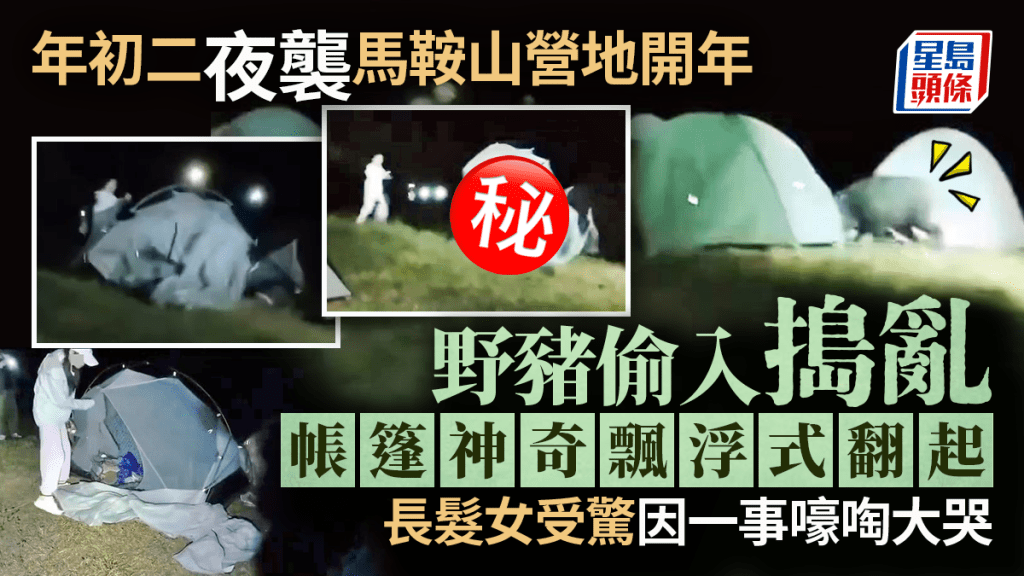 野豬年初二夜襲馬鞍山營地 偷入搗亂帳篷神奇飄浮式翻起 長髮女受驚因一事大哭｜Juicy叮