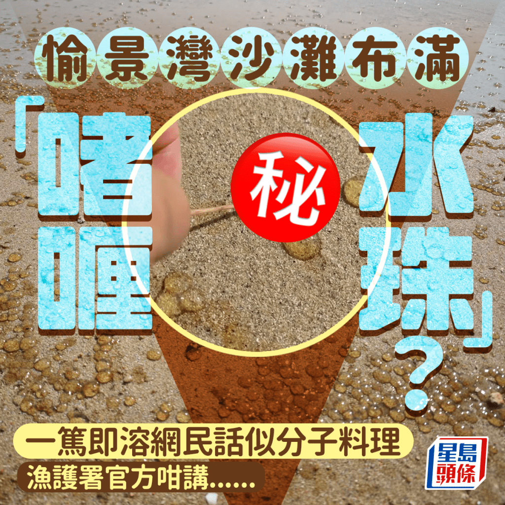 愉景灣沙灘布滿啫喱水珠？ 網民：激似分子料理 漁護署咁講。圖片授權Lisa Chan