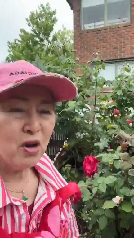 影片中張瑪莉興奮地向粉絲展示花園裡剛盛開、花瓣上還沾著雨滴的深紅玫瑰。