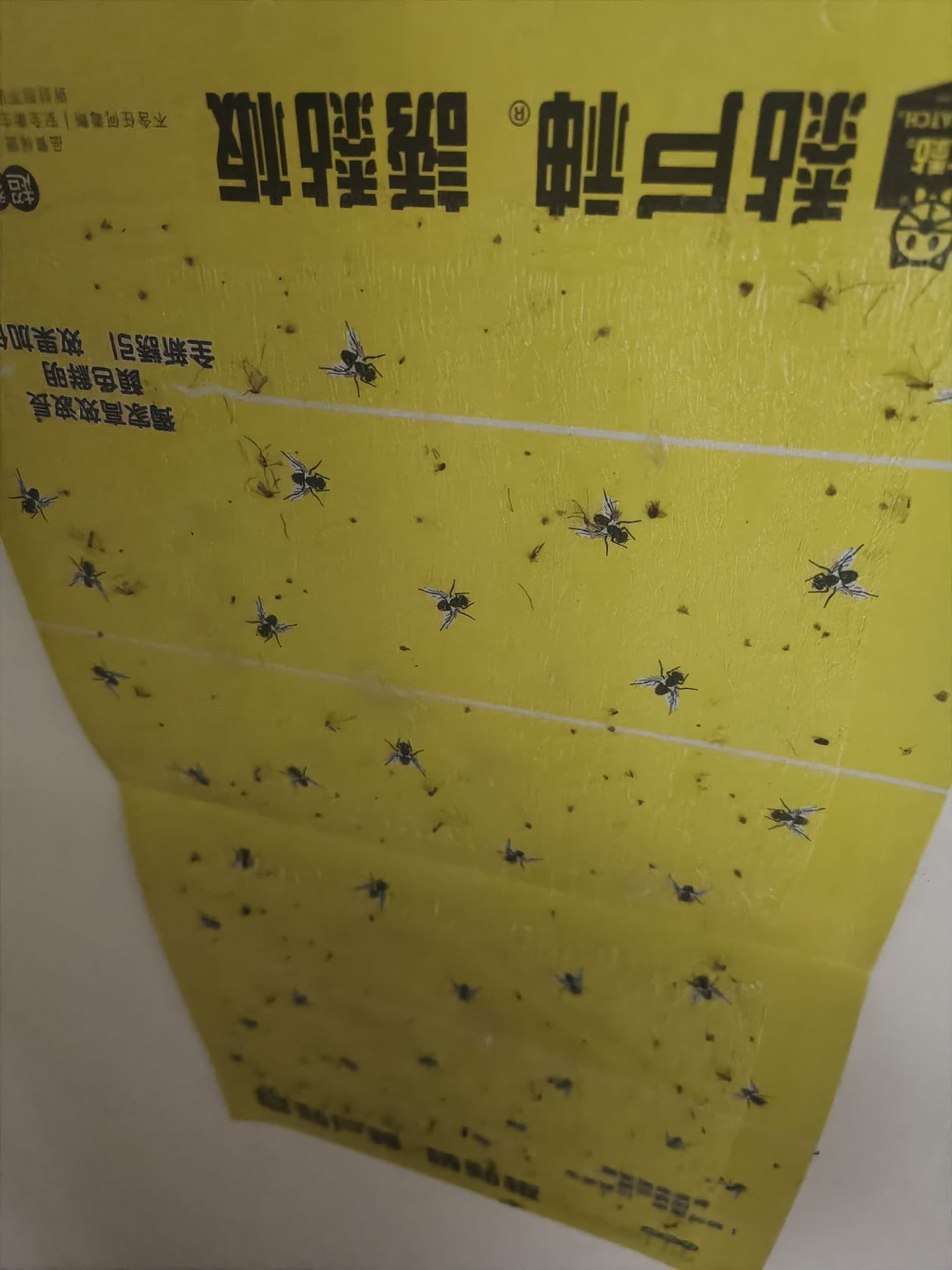 也有網民將雪芙蘭塗點在蚊紙上，效果更出色。（圖片來源：Facebook「爆廢公社」）
