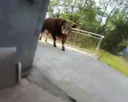 警員設法將牛引向自己並開槍射擊，結果被牛撞翻在地受傷。　影片截圖
