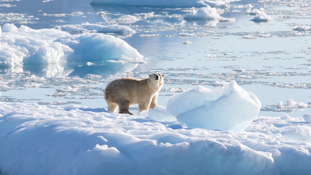 在格陵兰东南部，一只北极熊站在冰川上，图摄于2016年9月。 路透社