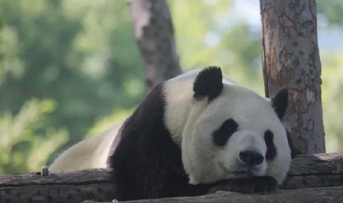 園方對「大地」的離去表示非常傷心。