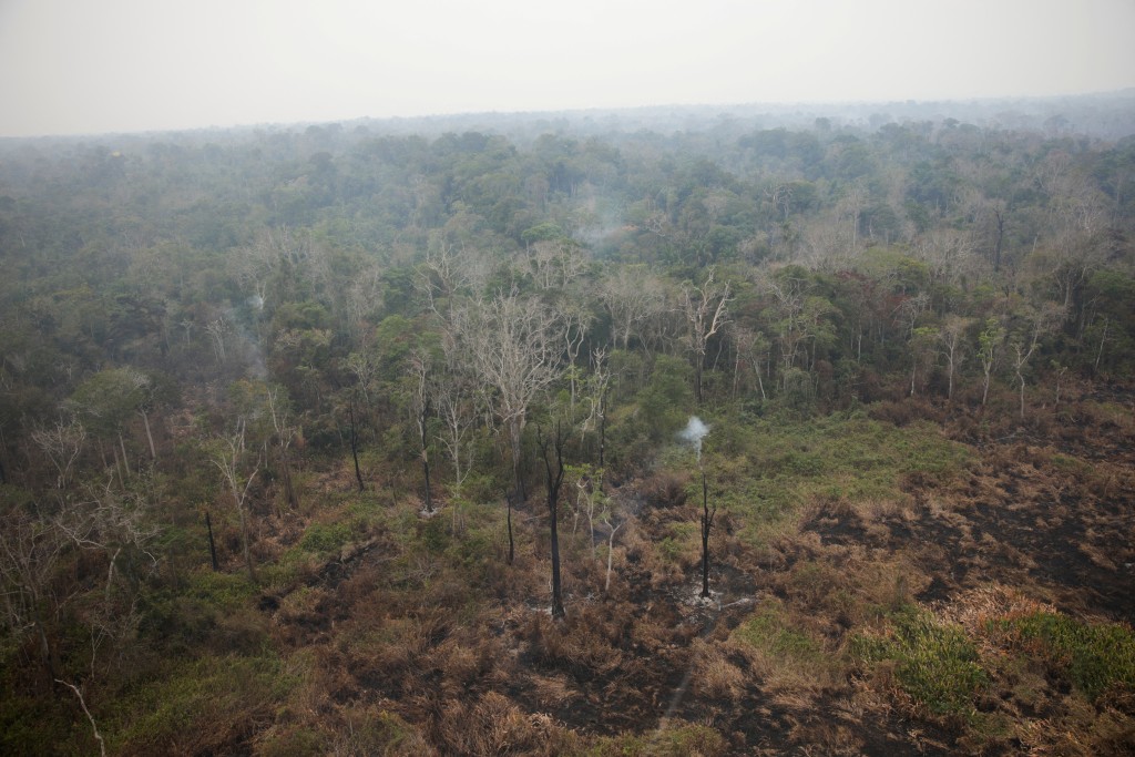 受山火和伐林影响，雨林的面积正逐步削减。（路透社）