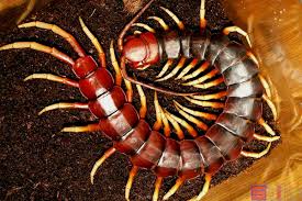 現存世界上最大的蜈蚣品種是「祕魯巨人蜈蚣」，平均長度約30公分，最長可達38公分，但與片中的巨型生物相比，可謂小巫見大巫。