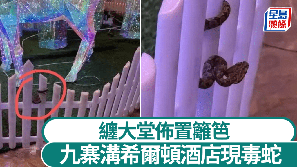 劇毒腹蛇當日在大堂佈置籬笆上。小紅書