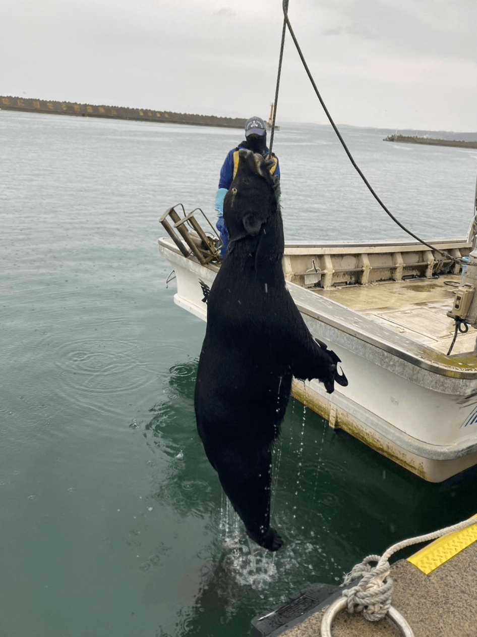青森縣驚見黑熊游泳渡岸,獵人成功將其槍殺。X@mokomoko816036 青森縣驚見黑熊游泳渡岸,獵人成功將其槍殺。X@mokomoko816036