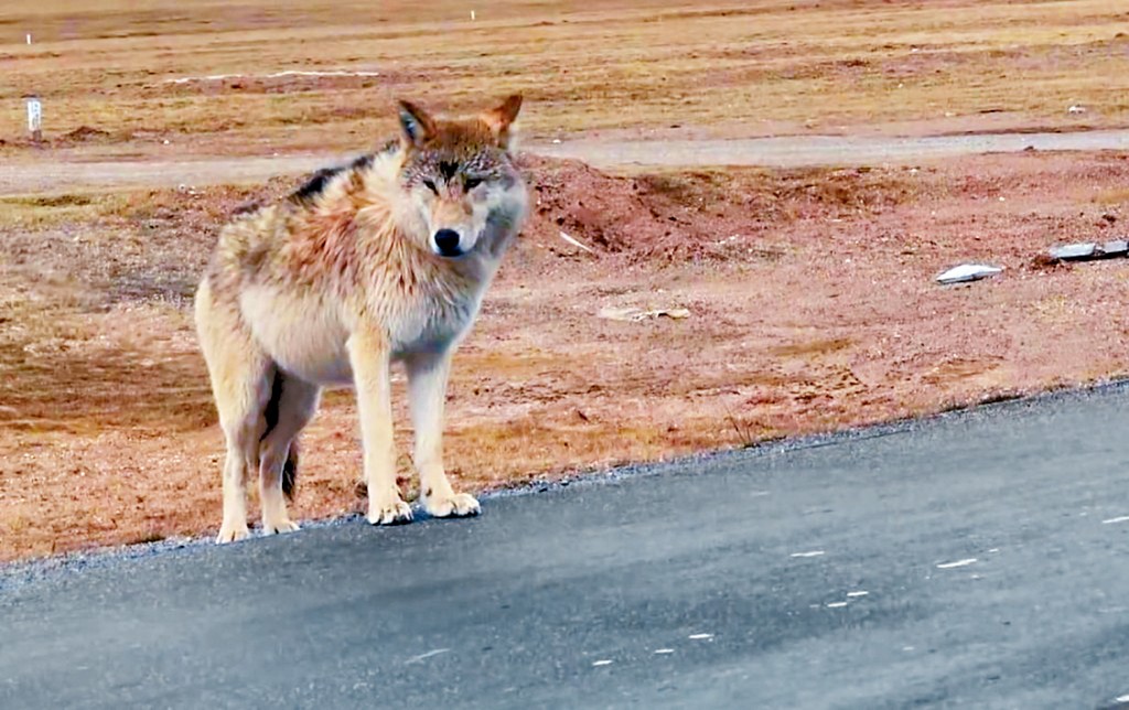網紅狼在公路邊等待遊客投餵。