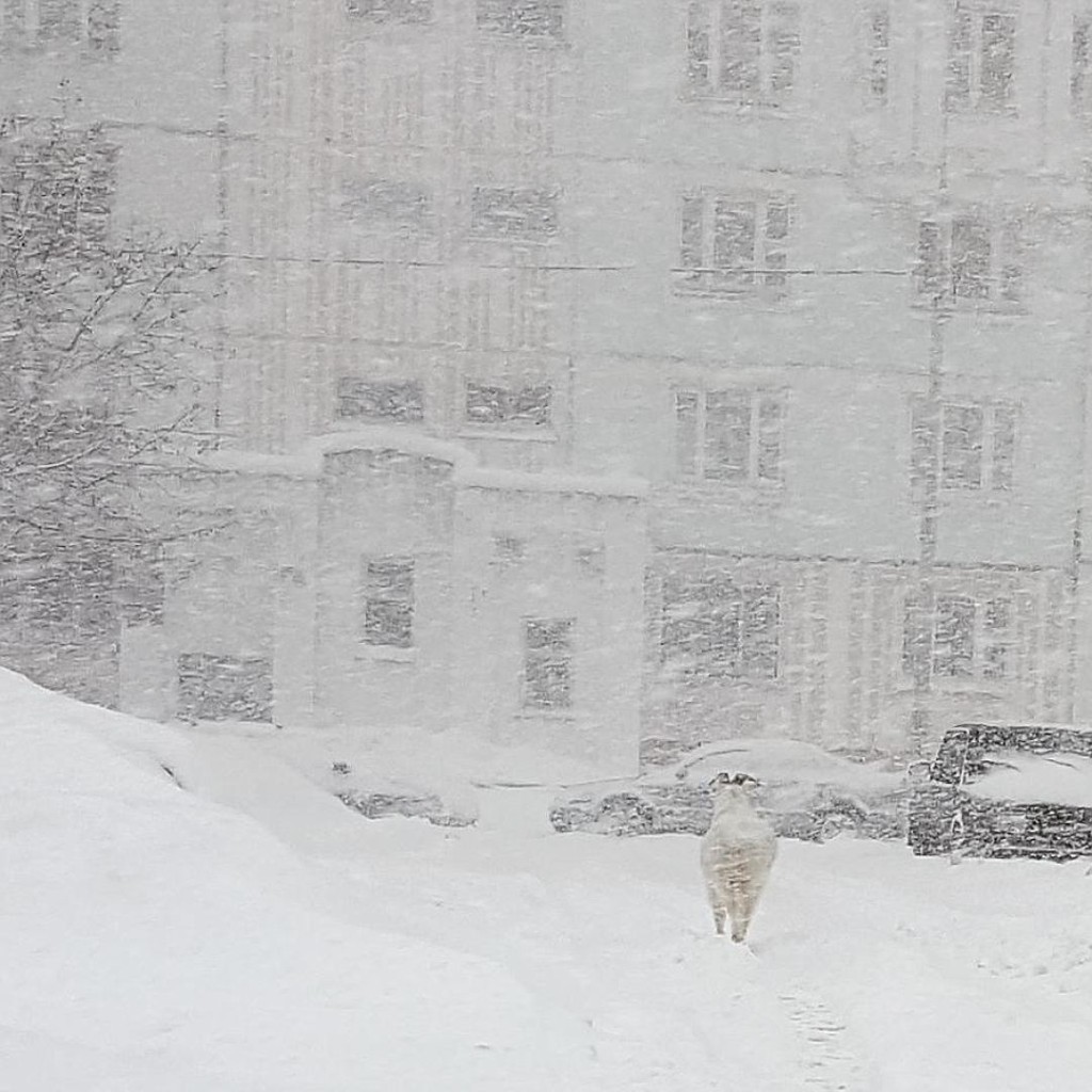 莫斯科史上最猛風雪。(網圖)
