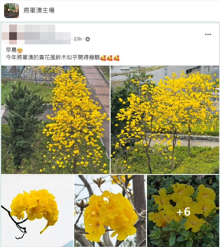 唐明街公園，黃花率先炸滿一樹。fb「將軍澳主場」截圖