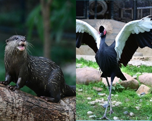 動植物公園引入水獺、黑冕鶴。康文署FB圖片