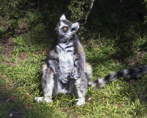 占士助動物園尋回狐猴馬基。AP