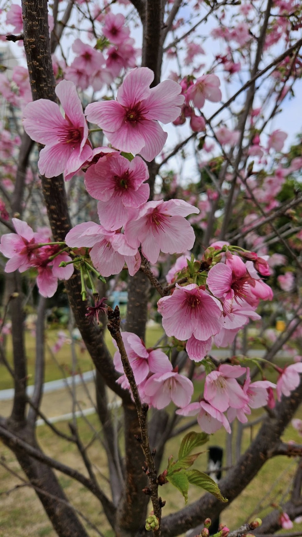 康文署介紹，櫻花是薔薇科落葉喬木，品種繁多，花的顏色由白、淡粉紅至深粉紅色。fb「馬鞍山之友 2.0」截圖