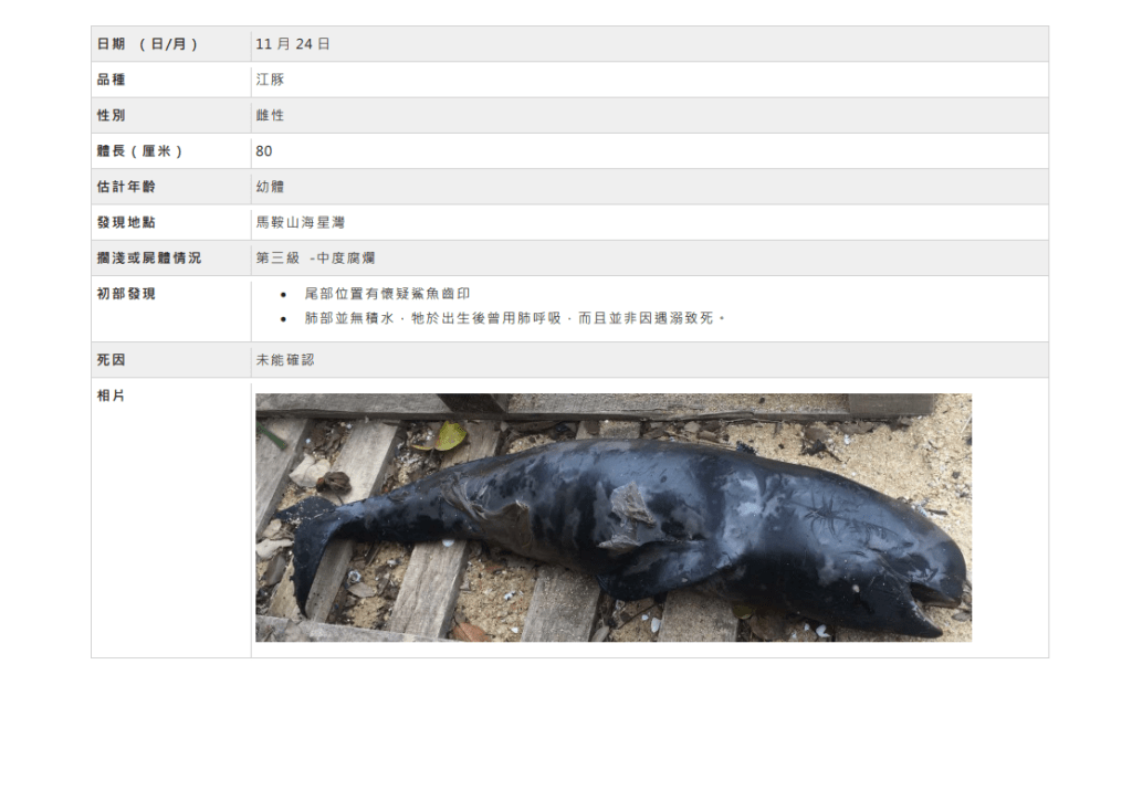2016年11月24日，海星灣亦發現一條雌性江豚屍體。