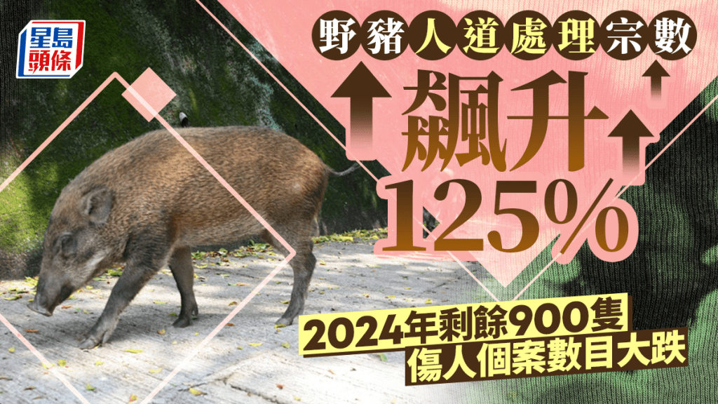 野豬人道毀滅宗數升125% 去年僅餘900隻 傷人案下降80%