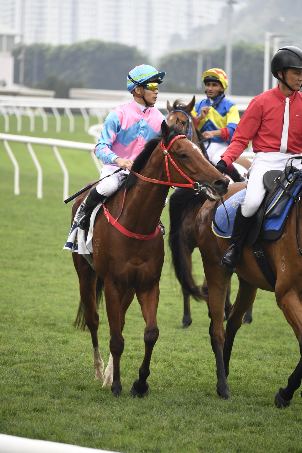 「诚好运」是由罗富全从香港国际精选马匹拍卖会挑选来港。